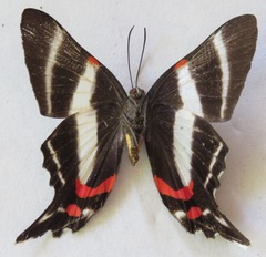 Ancyluris jurgensenii