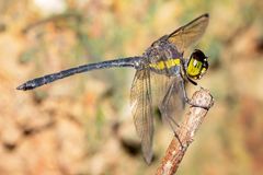 Agrionoptera longitudinalis biserialis