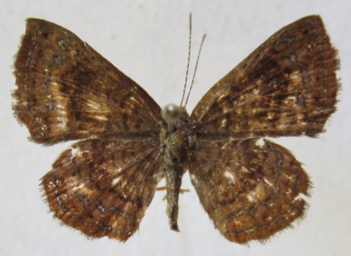 Calephelis browni