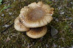 Amanita spissacea