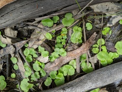 Hydrocotyle pterocarpa