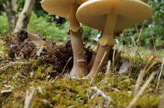 Amanita spissacea