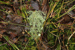 Usnea quasirigida