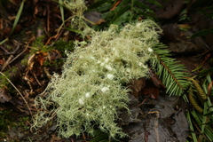 Usnea quasirigida