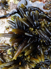 Adenocystis utricularis