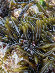 Adenocystis utricularis