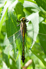 Gomphurus