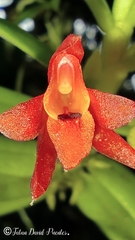 Fernandezia lanceolata