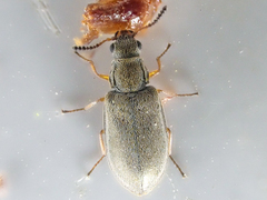 Vecturoides pseudonycha