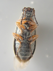 Vecturoides pseudonycha