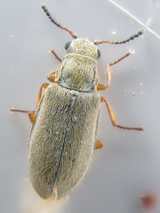 Vecturoides pseudonycha