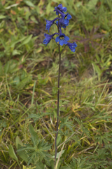 Delphinium mirabile