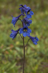 Delphinium mirabile