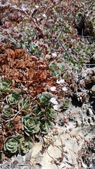 Limonium companyonis