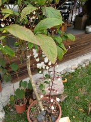 Clerodendrum schmidtii