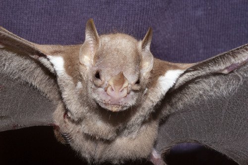 Little White-shouldered Bat