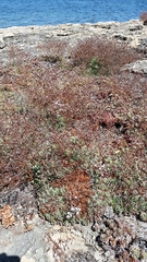 Limonium companyonis