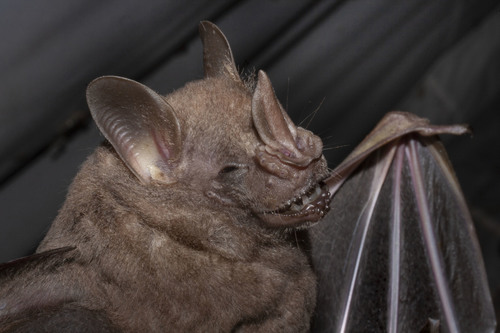 Brown Fruit-eating Bat