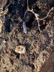 Pogonognathellus dubius