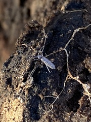 Pogonognathellus dubius