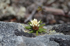 Rhododendron tomentosum