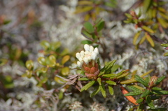 Rhododendron tomentosum