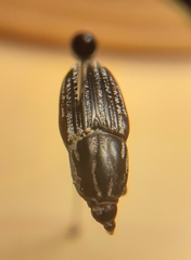 Sphenophorus australis