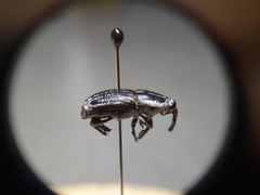 Sphenophorus australis