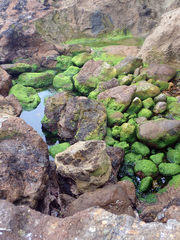 Ulva compressa
