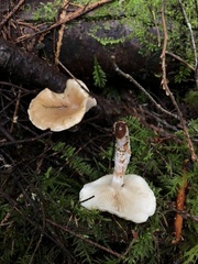 Pholiota decorata