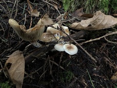 Pholiota decorata