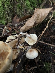Pholiota decorata