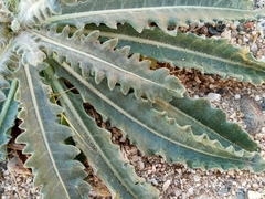 Mentzelia laevicaulis