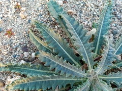 Mentzelia laevicaulis