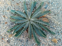 Mentzelia laevicaulis