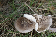 Amanita fuliginea