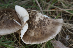 Amanita fuliginea