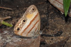 Cissia pseudoconfusa