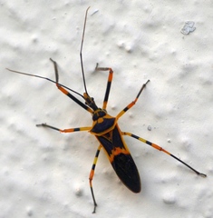 Zelus armillatus