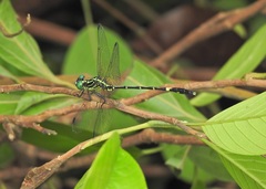 Austrogomphus prasinus