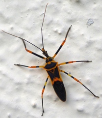Zelus armillatus