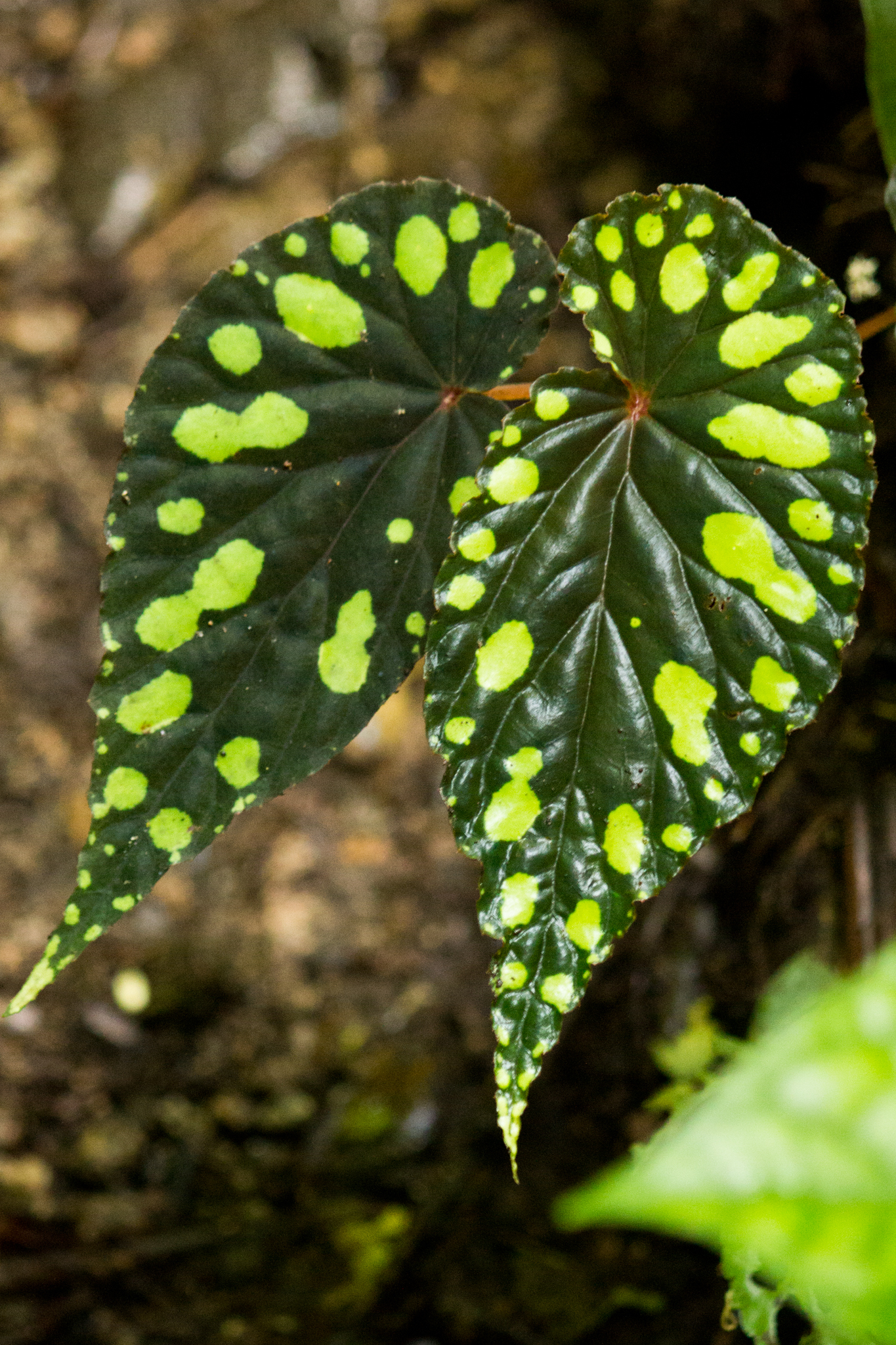 Begonias Y Parientes (Familia Begoniaceae) · iNaturalist Panamá