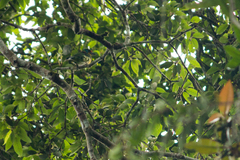 Psilopogon oorti