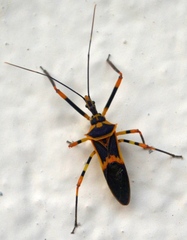 Zelus armillatus