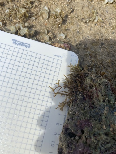 Chnoospora minima observed 2021-02-28