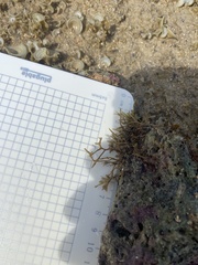 Chnoospora minima
