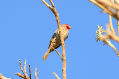 Haemorhous mexicanus