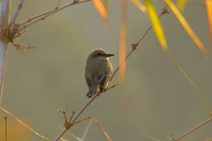 Tyrannus melancholicus