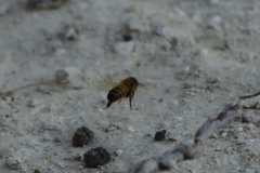 Apis mellifera