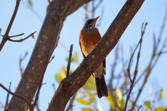 Turdus rufopalliatus